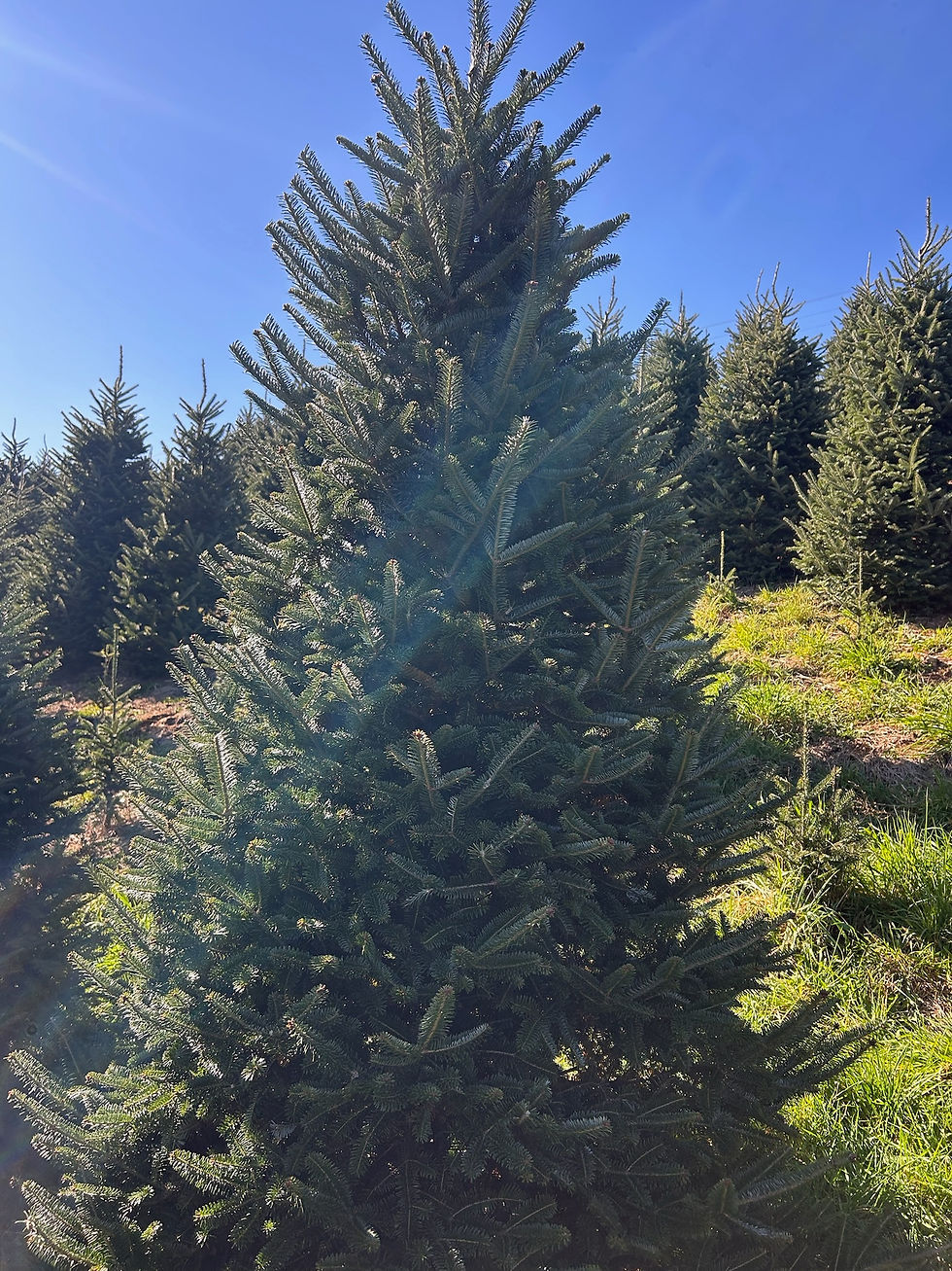 Thumbnail: Tree #156 (8' 10")