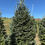 Thumbnail: Tree #128 (8’ 10”)