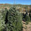 Thumbnail: Tree #143 (8’ 7”)