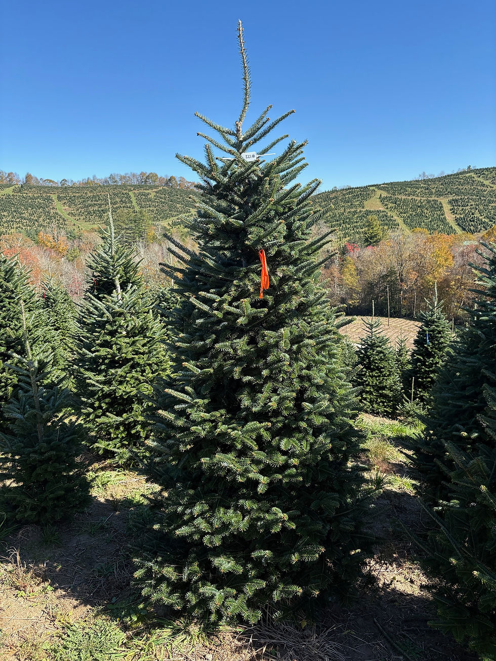 Thumbnail: Tree #122 (8’ 5”)