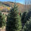 Thumbnail: Tree #141 (9’ 0”)