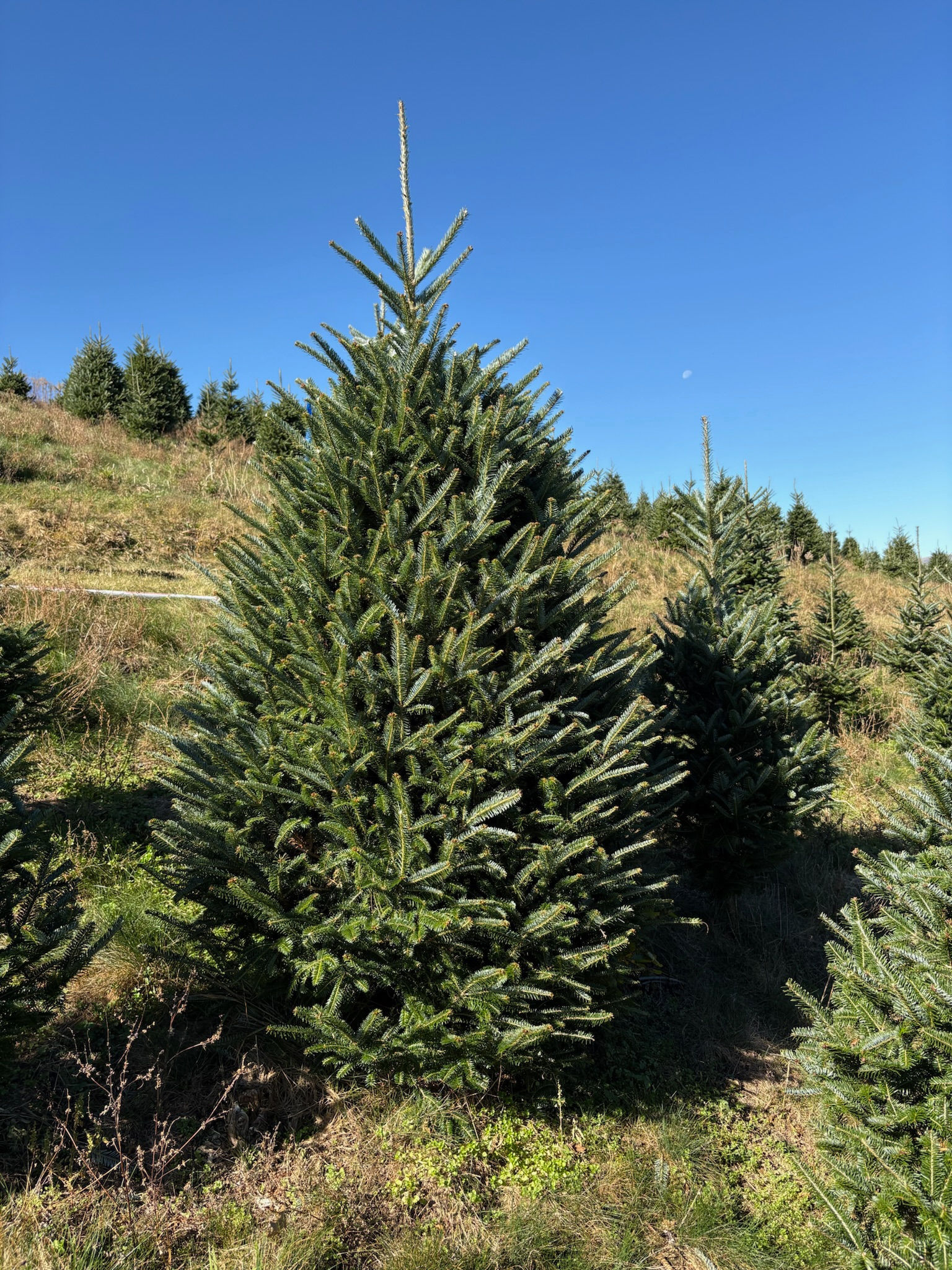 Tree #35 (7’ 11”)