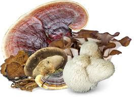 HEALTH BENEFITS OF MEDICINAL MUSHROOMS