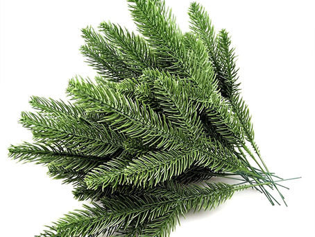 Pine Needle Tea: Potential Antidote for Transmission of Spike Protein