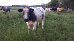 18518158_10212628982740720_4552635401814345952_o