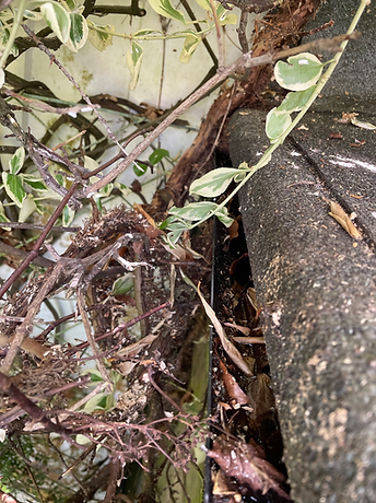 Blocked gutter covered by climbing plants
