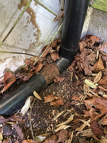 Downpipe disassembled showing root within
