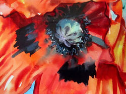 Poppy