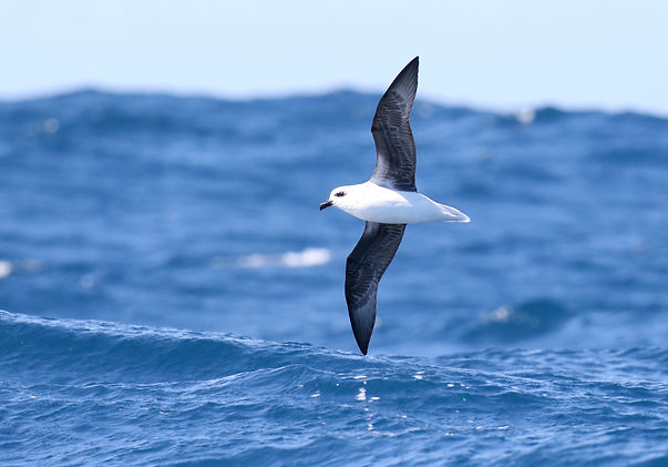 White-headed Petrel.JPG