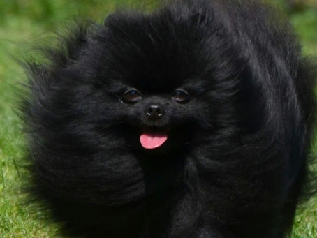 Chien réformé d'élevage