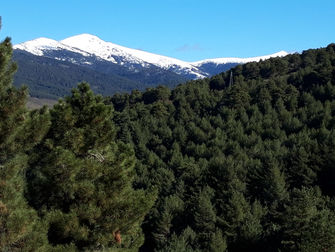 Día Internacional de los Bosques