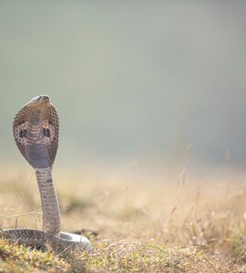 Seeing a Snake During Sawan
