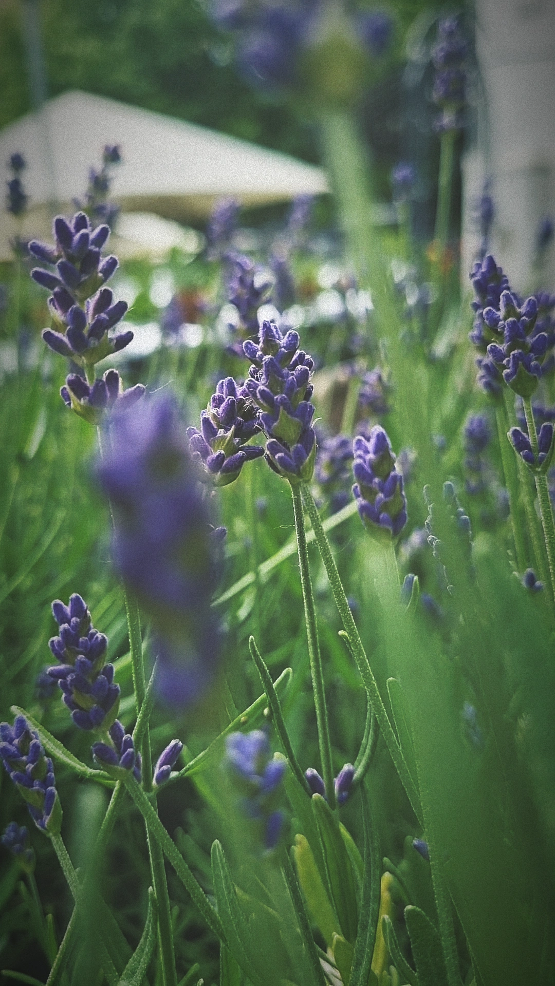 lavendel.webp