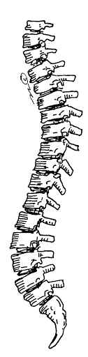 Spine.gif