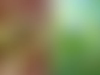 Beyond the Nuisance: Why Iguana Removal is Vital for Florida’s Ecosystem