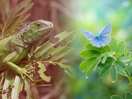 Beyond the Nuisance: Why Iguana Removal is Vital for Florida’s Ecosystem