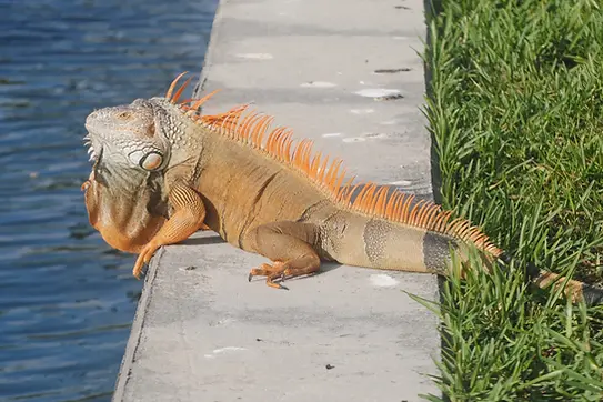 Orange iguana by water and grass Aventura 
