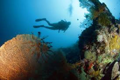 Moalboal Diving.jpg