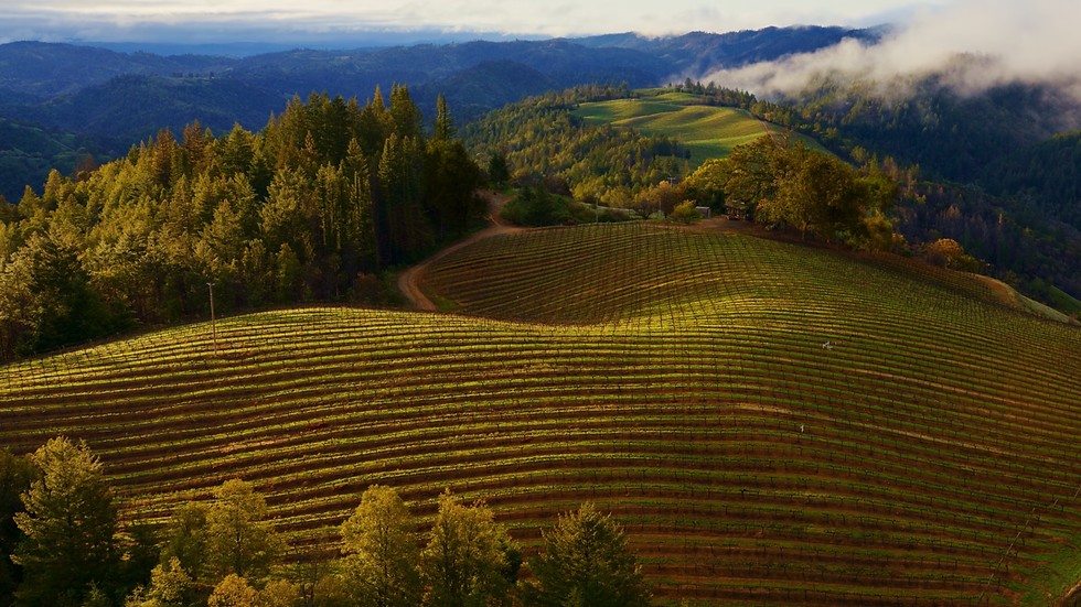 Untitled design (4).png