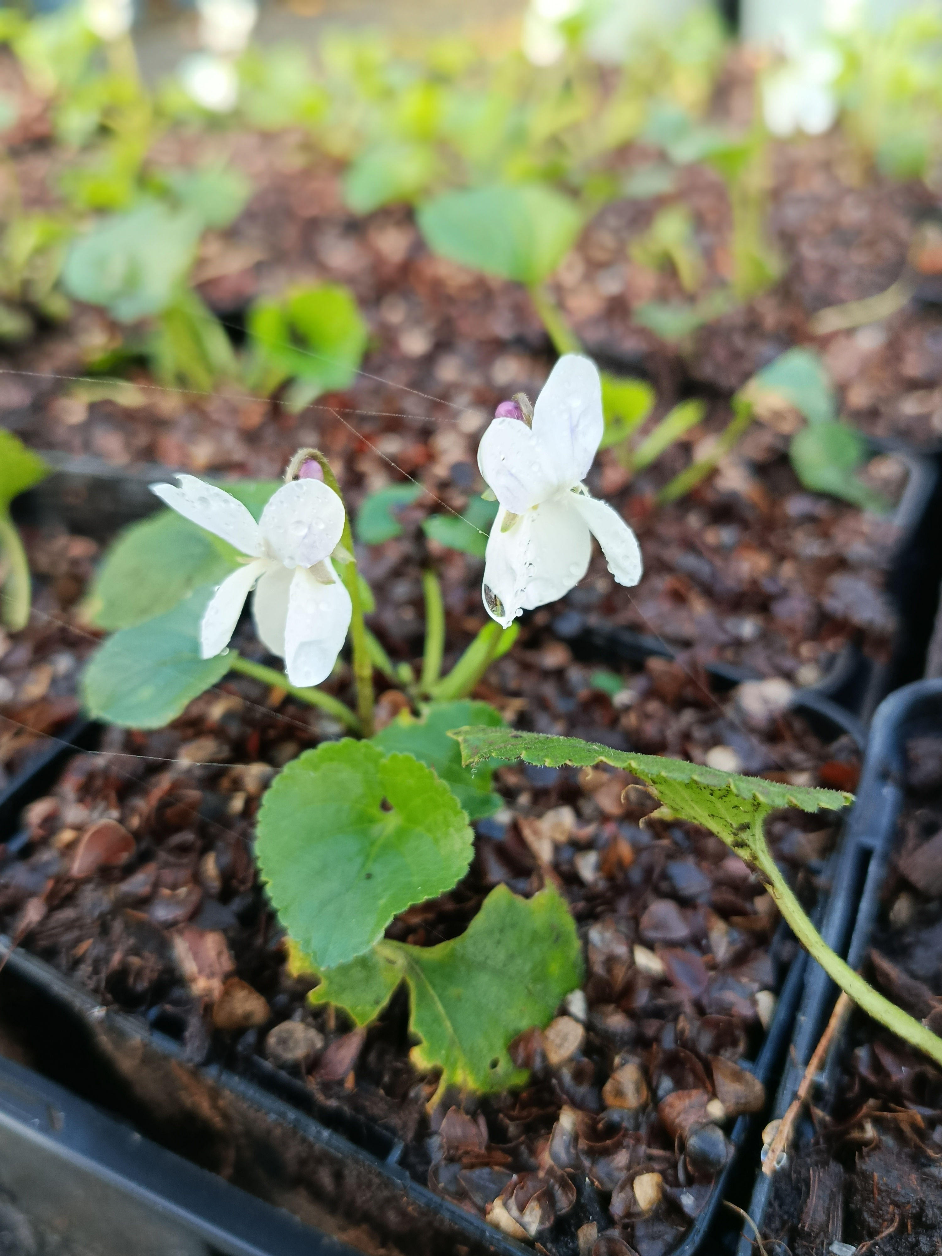 Viola odora 'Alba'