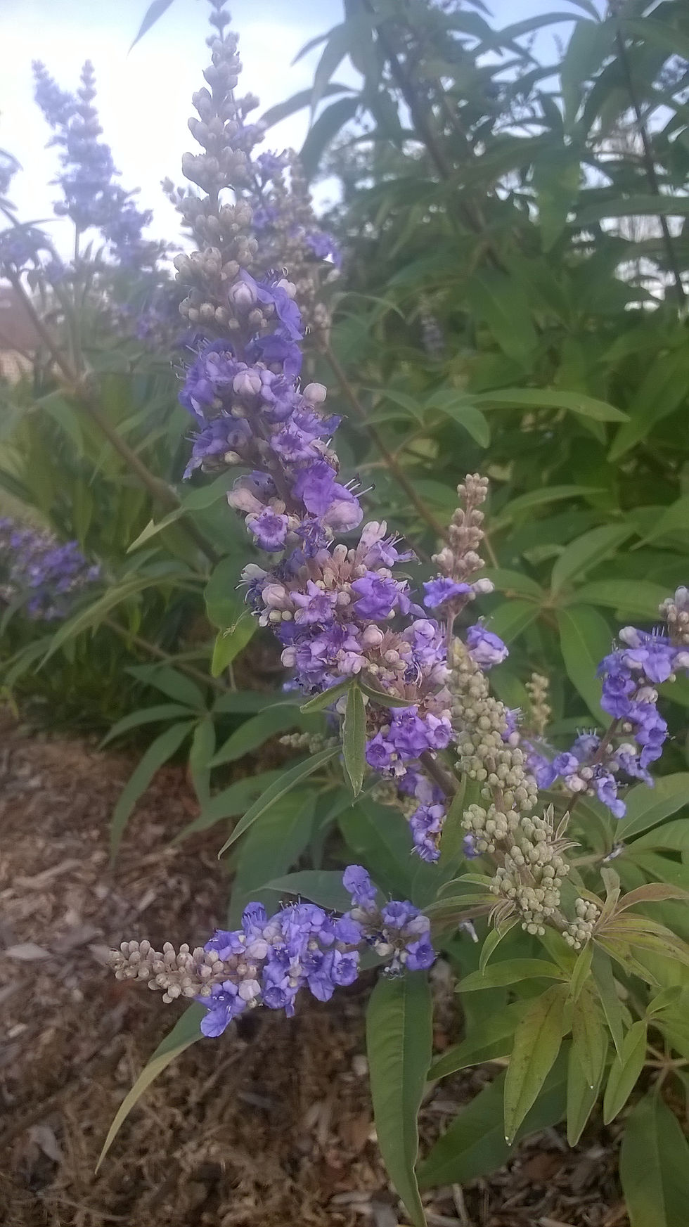 Thumbnail: Vitex agnus-castus latifolia