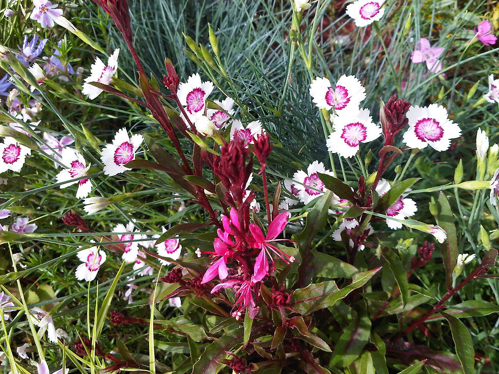 Thumbnail: Dianthus deltoides 'Arctic Fire'