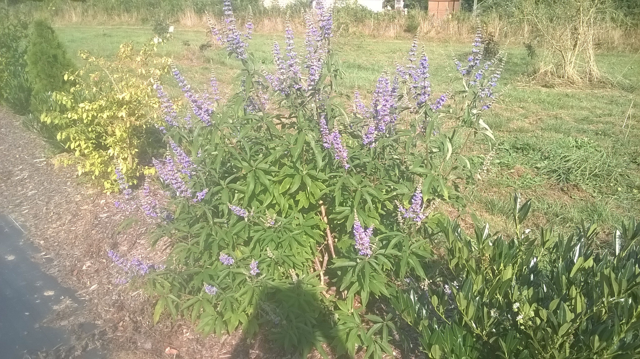 Vitex agnus-castus latifolia