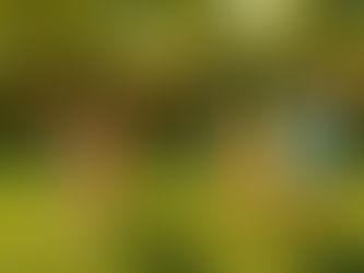 Checklist for Choosing Pet Odor Products