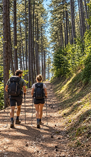 Randonnée en forêt de pins ensoleillée.jpg
