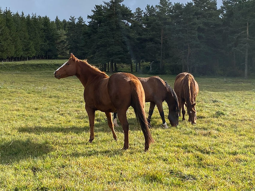 BELLE PHOTO CRACKIE HIPPIE UNITO.jpg