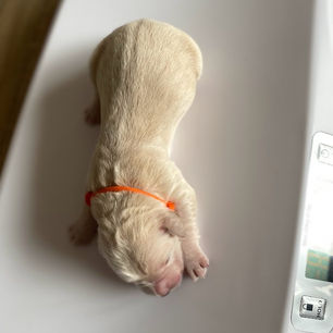 femelle collier orange - jour 2.jpg