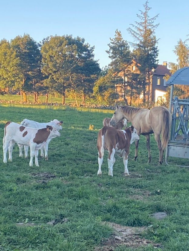 SILVER ET TOUS LES VEAUX