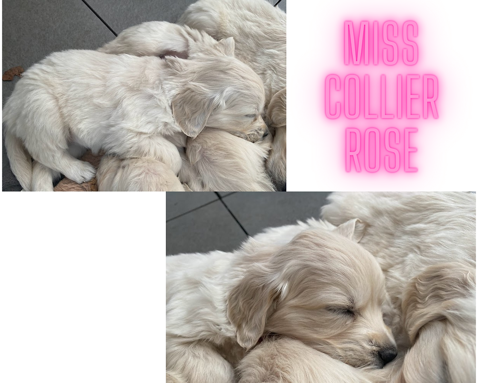 MISS COLLIER ROSE MONTAGE TEXTE