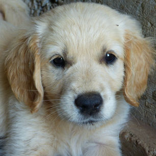 U'PACHA mâle sans collier 8 semaines.JPG