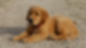 BALOU TELLEMENT BEAU A 2 MOIS.JPG