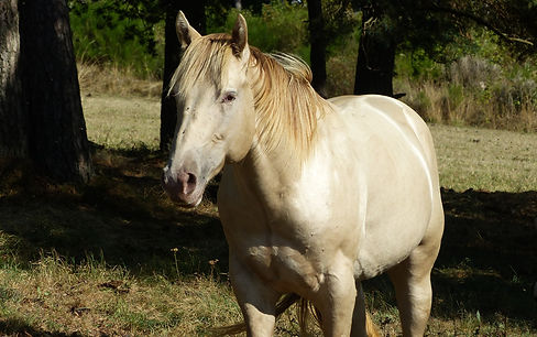 LLOYD PF DIMOND 0923.jpg