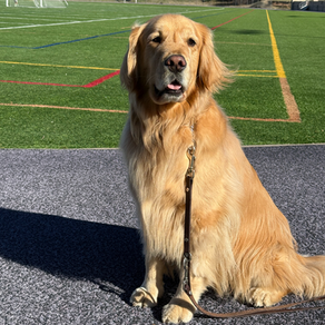 A dog sitting on a soccer field
