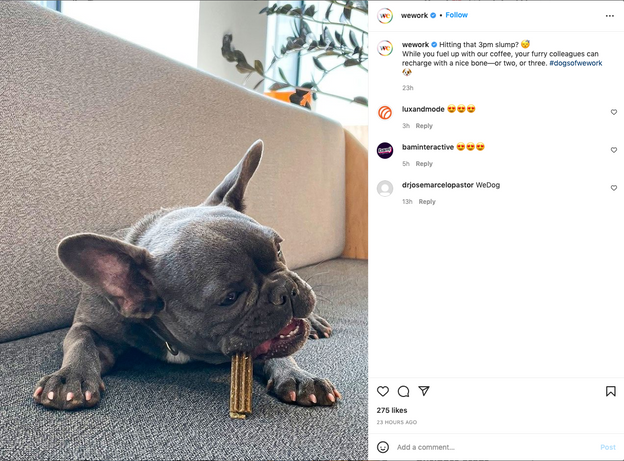 WeWork_Dogs1_IG.png