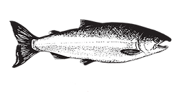 Coho png.png