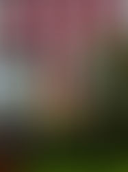 REACTION: Trump’s Tariffs and Latin America