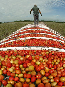 What does a terminated tomato treaty mean for U.S.- Mexico trade?