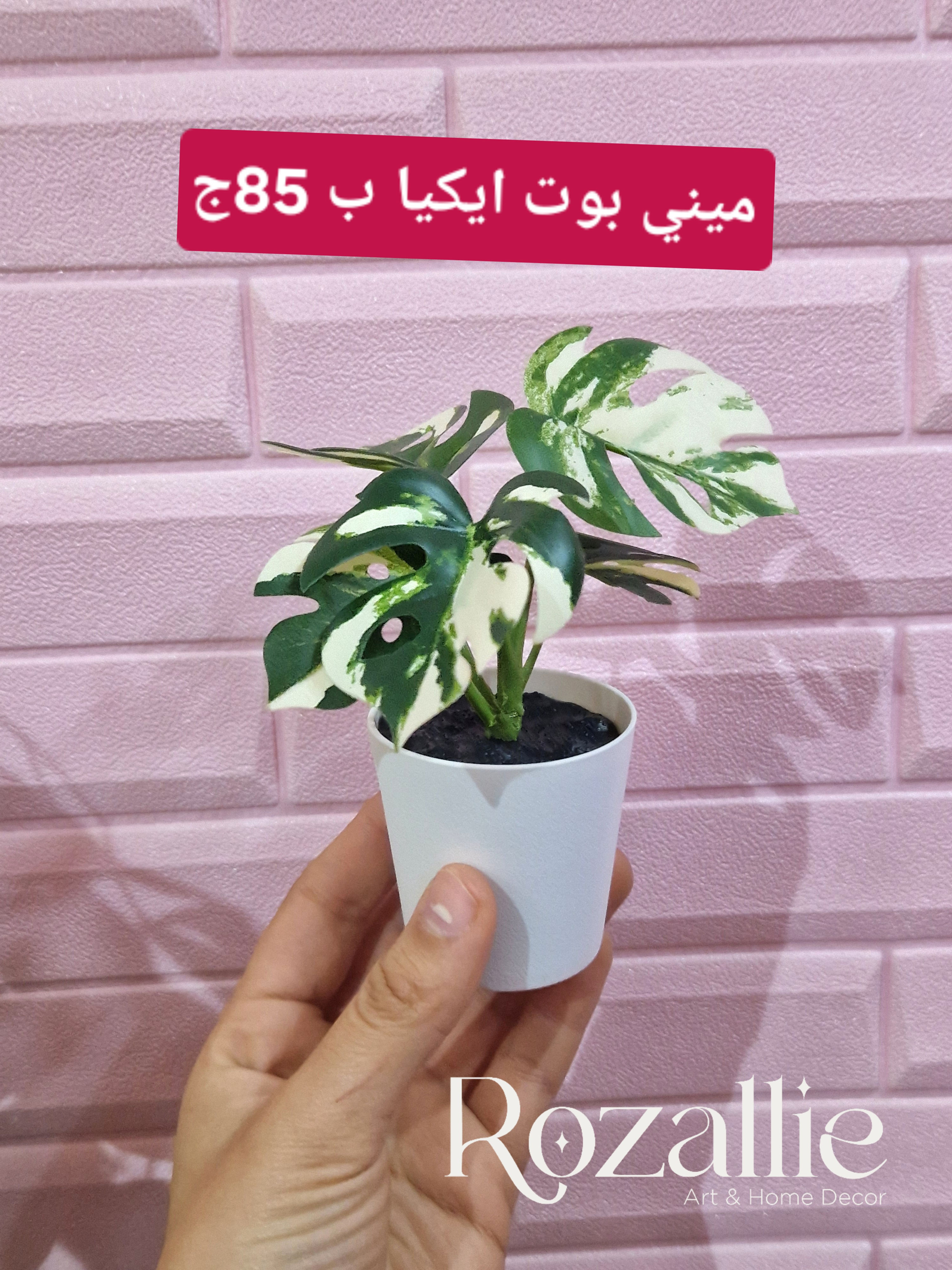 1 Monstera Plant Mini Pot