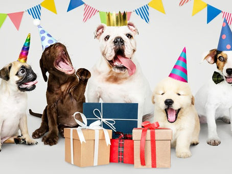 21 de julio, "Día Mundial del Perro" ¿Por qué lo celebramos?🐾🦴🐶🤎