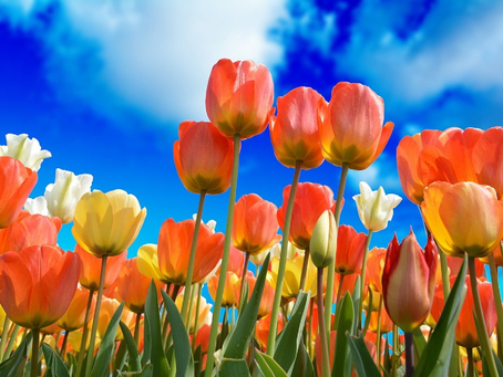 ¡Adiós a las chamarras y abrigos!🔥 A esta hora llega la primavera en México🌡️🌺🌼☀️