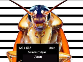 ¿Bautizarías a una cucaracha con el nombre de tu ex?🪳🪳🪳🪳🪳 ¡En este Zoológico es posible! 😂🪳🪳