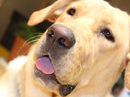 Tu mascota también puede sufrir un golpe de calor, ¡así puedes identificarlo y evitarlo!🐶🐱🌡️🏜️