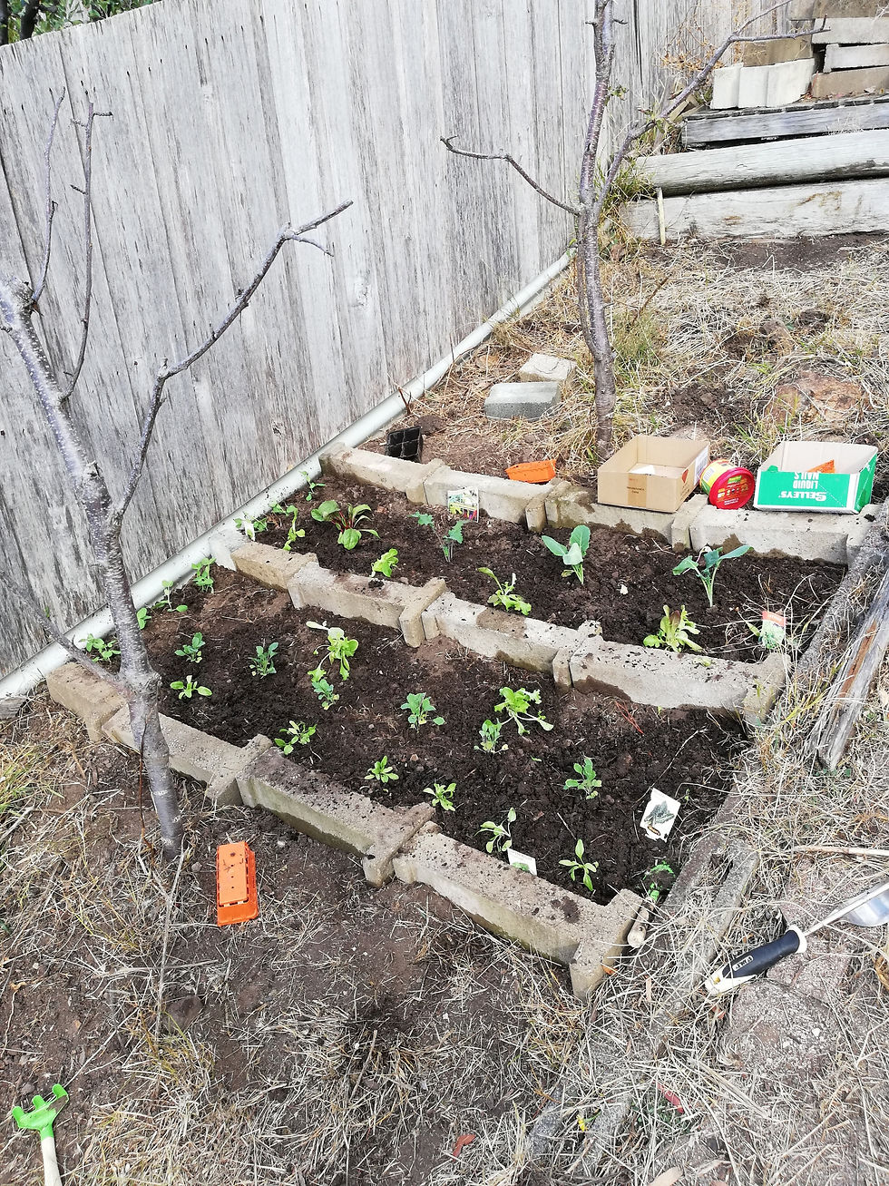 Small garden with seedlings