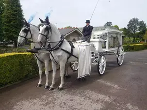 Two white horses with vibrant pink feathers pulling a white funeral hearse on a driveway