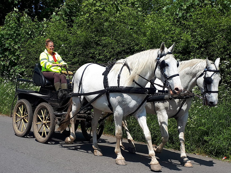 If you'd like honest advice about whether your pony is ready to begin harness training, get in touch with our South Wales team today.