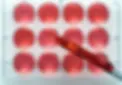 Scientific laboratory culture well plate with red fluid samples and a pipette during investigation